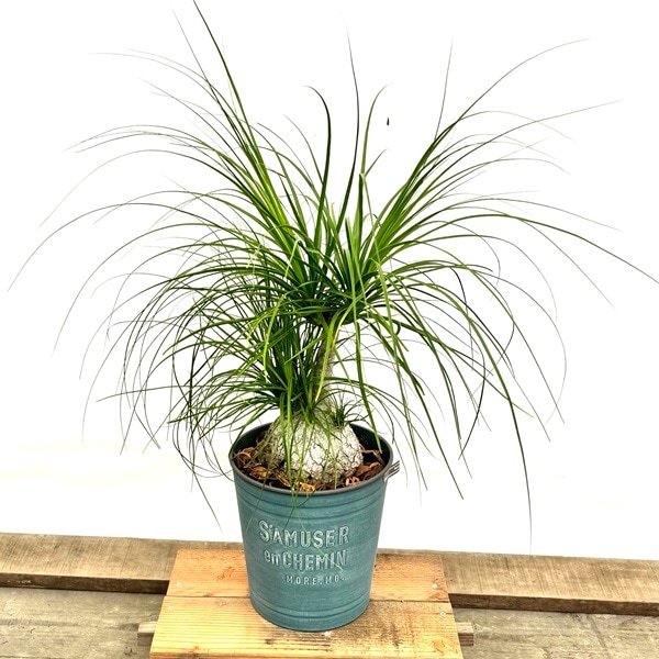 観葉植物 ノリナ：ポニーテール トックリラン 鉢植え*2番 現品をお届け