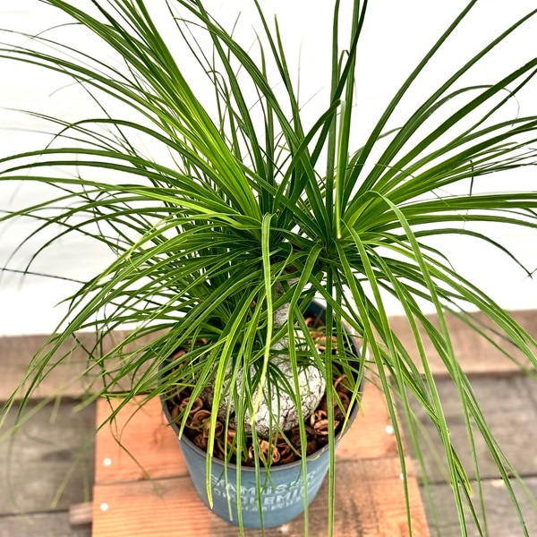 希少 斑入 トックリラン ノリナ ポニーテール 2 観葉植物 ノリナ：ポニーテール トックリラン 鉢植え*2番 現品をお届け
