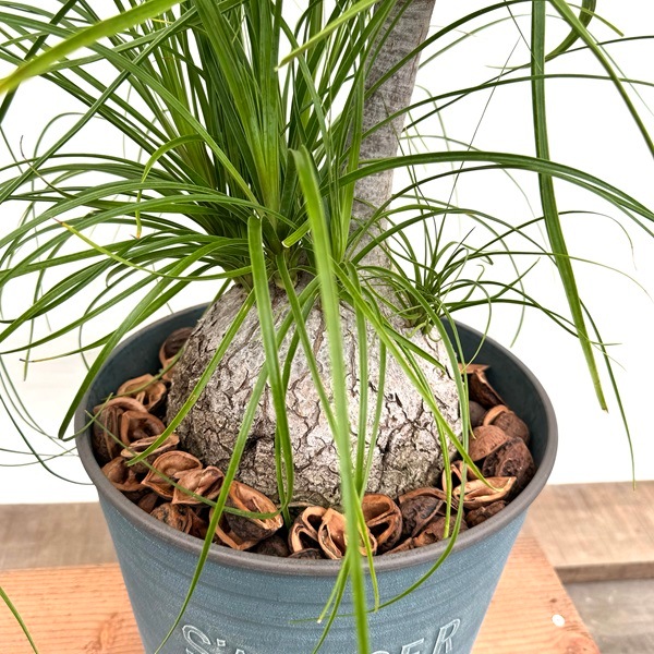観葉植物 ノリナ：ポニーテール トックリラン 鉢植え*2番 現品をお届け