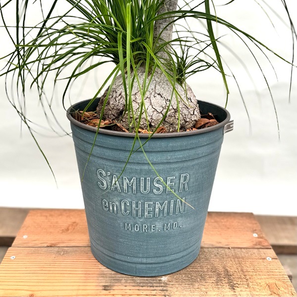 観葉植物 ノリナ：ポニーテール トックリラン 鉢植え*2番 現品をお届け