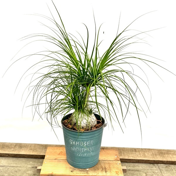 ポニーテールトックリラン植物 Amazon｜トックリラン鉢植え ポニーテールトックリラン観葉植物