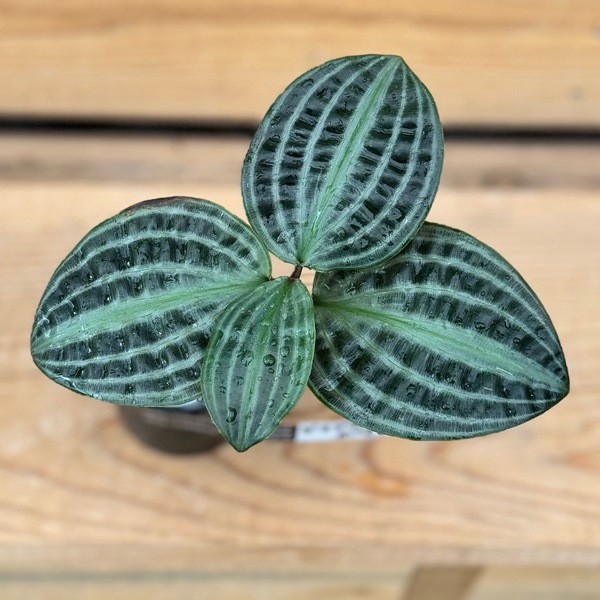 おしゃれ 観葉植物：ゲオゲナンサス ポエピギー*ゲオゲナンツス