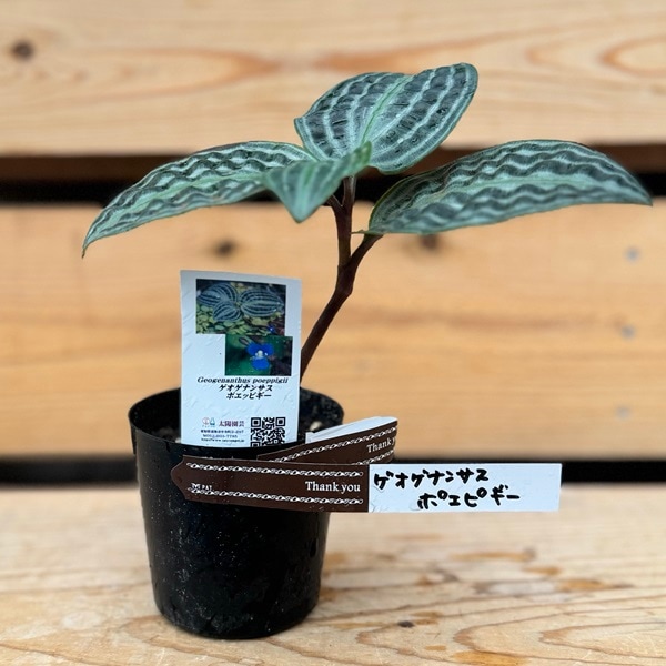 おしゃれ 観葉植物：ゲオゲナンサス ポエピギー*ゲオゲナンツス