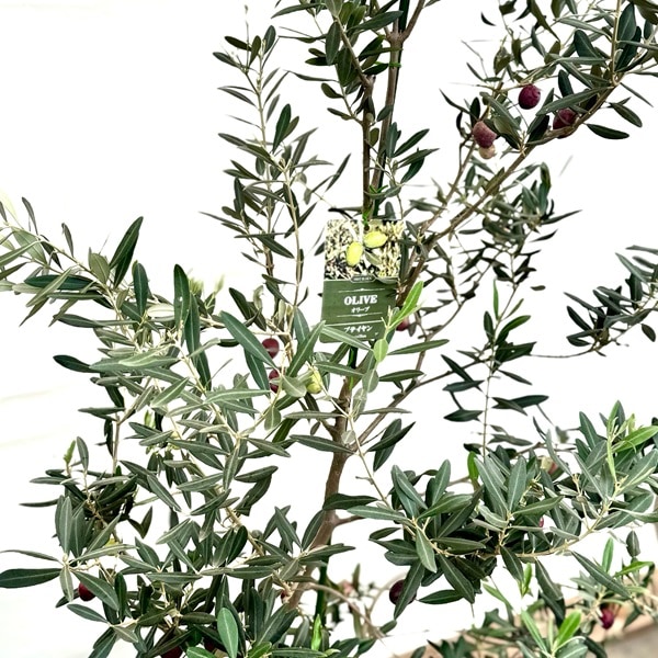 超希少　オリーブ　ブテイヤン　4号ロングスリット苗 超希少 オリーブの木 ブテイヤン 4号ロングスリット苗 希少