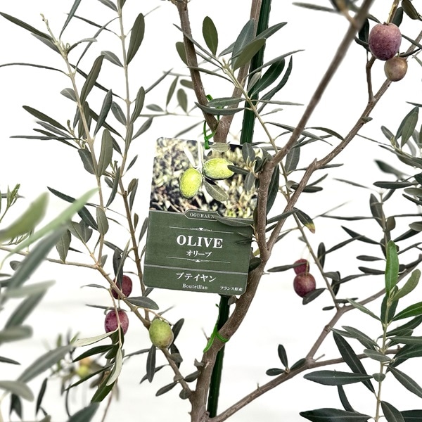 超希少 オリーブ ブテイヤン 4号ロングスリット苗