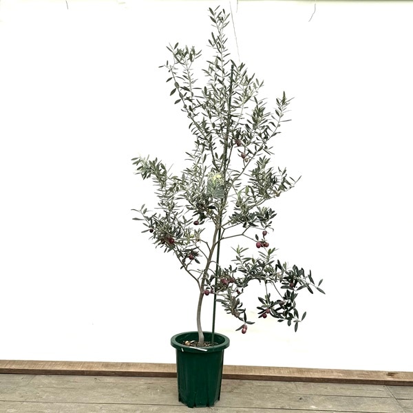 超希少　オリーブ　ブテイヤン　4号ロングスリット苗 超希少 オリーブの木 ブテイヤン 4号ロングスリット苗 シンボル