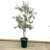 ����ܥ�ĥ꡼ ���տ�ʪ�����꡼�֤��� �����ܥ���ޥ�*10�� ���ʤ��Ϥ� �緿�������