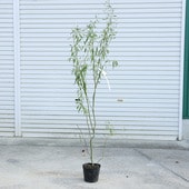 ڡڡڡֺࡧεʤ夦ʤ˱ζ奦ʥ*ޥȯ