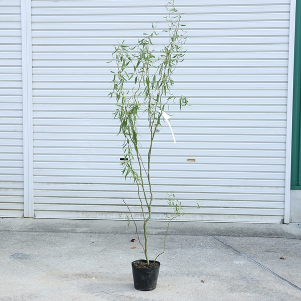 庭木・植木 苗木 花材：雲竜柳（うんりゅうやなぎ）雲龍柳 ウンリュウ