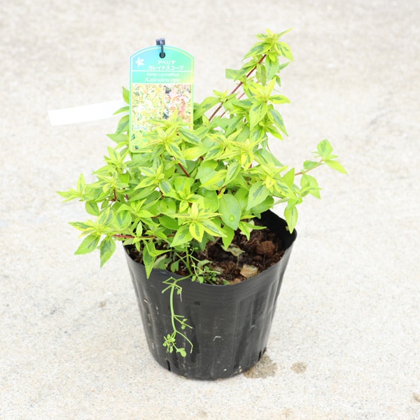 �����ġ������ġ����٥ꥢ*�ʥ��쥤�ɥ������סˤ��٤ꤢ�������ꥢ�٥ꥢ��5��ݥåȡ��������ȯ��