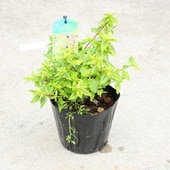 �����ġ������ġ����٥ꥢ*�ʥ��쥤�ɥ������סˤ��٤ꤢ�������ꥢ�٥ꥢ��5��ݥåȡ��������ȯ��