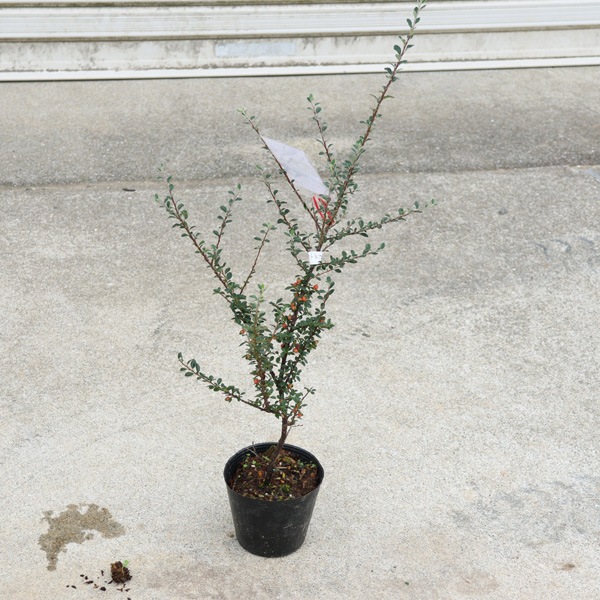 �����ġ������ġ����ȥͥ�������(���饦���ե��饹)*�Ȼ��ɡ��٥˥�����