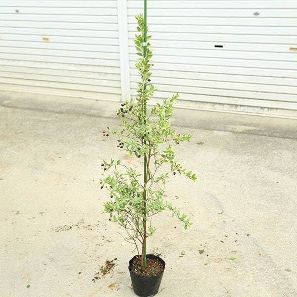 ڡ߲֡ʥХˡޡȥ/ߥ륿100 