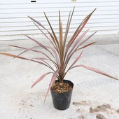 ڡ ġ른͡ȥꥹҡ饷å*֥ɥ顡ɥ饻