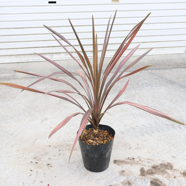 庭木 植木 苗：コルジリネ・オーストラリス・コーヒークラシック 6号