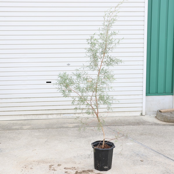 庭木 植木：レプトスペルマム・シルバーティーツリー* 樹高130-150cm