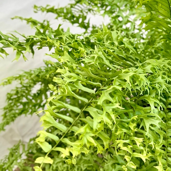 【極上】ネフロレピス・フィッシュテール　人気観葉植物シダ　インテリアグリーン 極上】ネフロレピス・フィッシュテール 人気観葉植物シダ インテリア