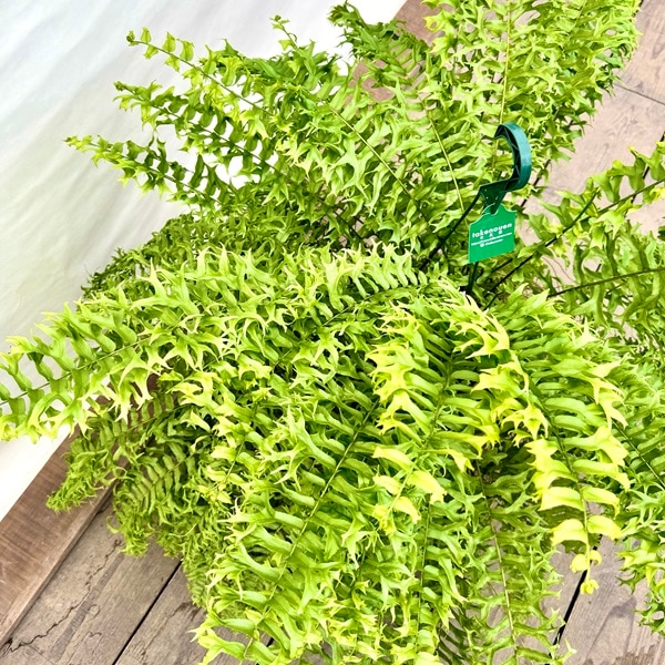 おしゃれ 観葉植物：ネフロレピス フィッシュテール*7号吊り鉢 | 観葉