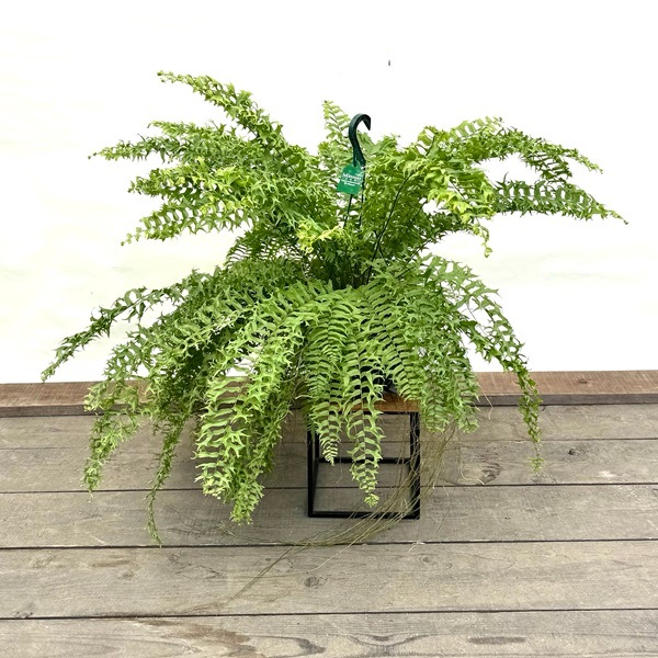 おしゃれ 観葉植物：ネフロレピス フィッシュテール*7号吊り鉢 | 観葉