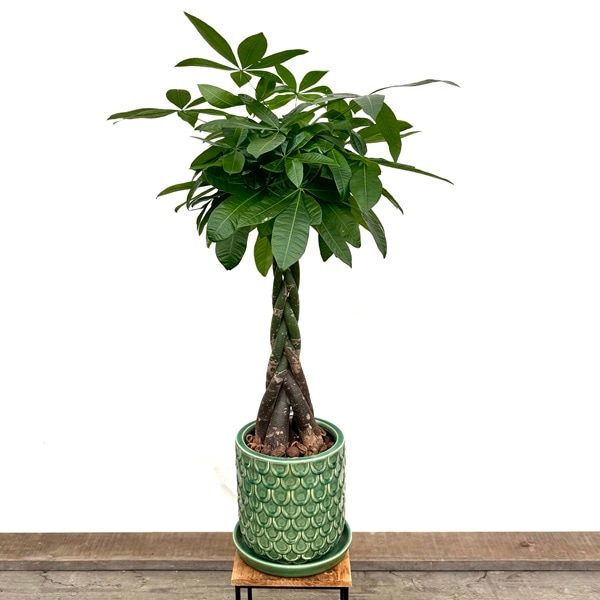 ������� ���տ�ʪ���Ԥ߹��ߥѥ��� ȭ����*������ ����߾��� ���ʤ��Ϥ�