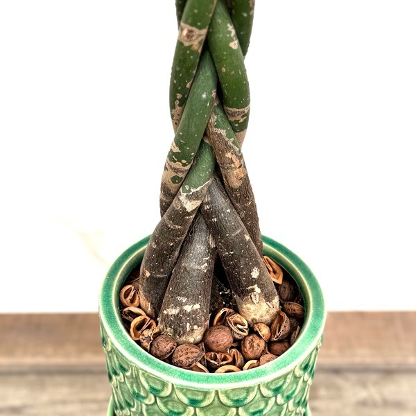 おしゃれ 観葉植物：編み込みパキラ 鉢植え*受皿付 クルミ飾り 現品を