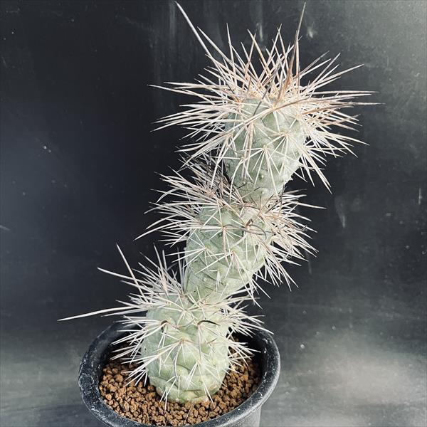 サボテン：テフロカクタス アレキサンデリ*幅8cm 現品！一品限り