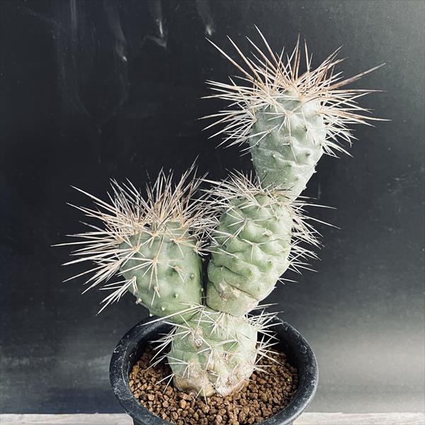 サボテン：テフロカクタス アレキサンデリ*幅9cm 現品！一品限り