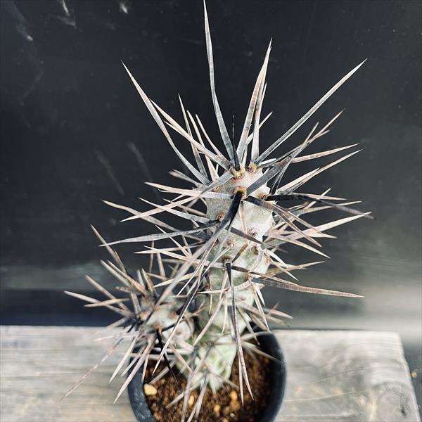 サボテン：テフロカクタス ポリアカンツス*L 幅7cm | サボテン＆多肉