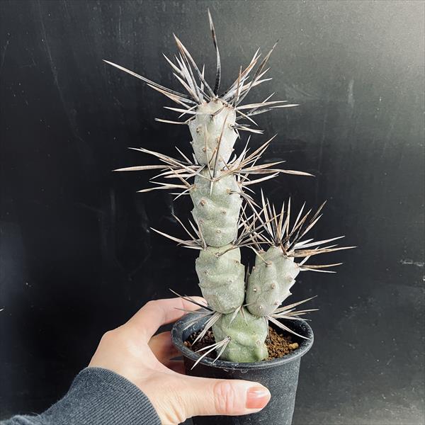 サボテン：テフロカクタス ポリアカンツス*L 幅7cm | サボテン＆多肉