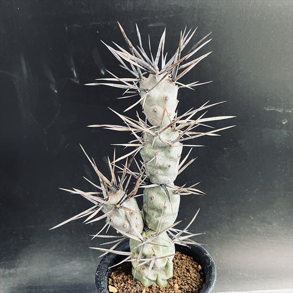 サボテン：テフロカクタス ポリアカンツス*L 幅7cm | サボテン＆多肉