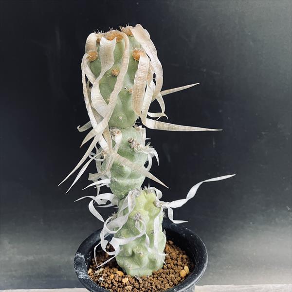 サボテン：テフロカクタス パピラカンツス*S 幅4cm | サボテン＆多肉