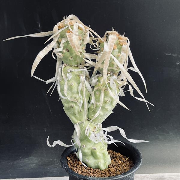 サボテン：テフロカクタス パピラカンツス*L 幅8cm | サボテン＆多肉