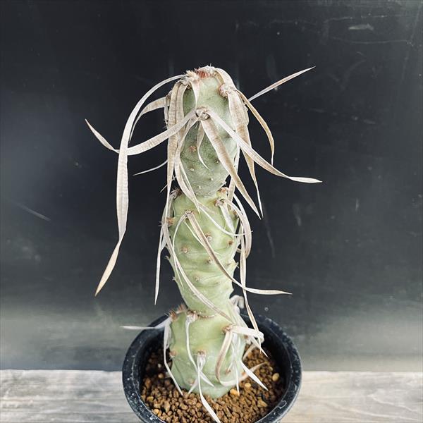 サボテン：テフロカクタス シリンガカンツス*S 幅5cm | サボテン