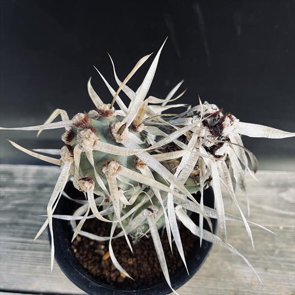 サボテン：テフロカクタス シリンガカンツス*M 幅8.5cm 現品！一品