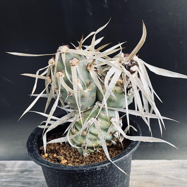 サボテン：テフロカクタス シリンガカンツス*M 幅8.5cm 現品！一品