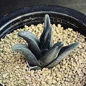 ¿����ʪ���ϥ������ ����ǥ��� ��֥�ˡ��ߥ�֥�ˡ�*��5.5��������ʡ����ʸ¤�