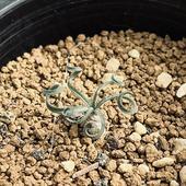 �庬��ʪ�������ꥹ��sp*����3cm�����ʡ����ʸ¤�