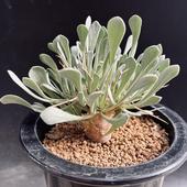 �����ǥå��������ȥ�ʡ��桼�ե���ӥ����ǥ�������*L  ����10���