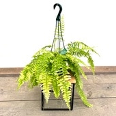 ������졡���տ�ʪ���ͥե���ԥ�����������*5���ߤ�ȭ