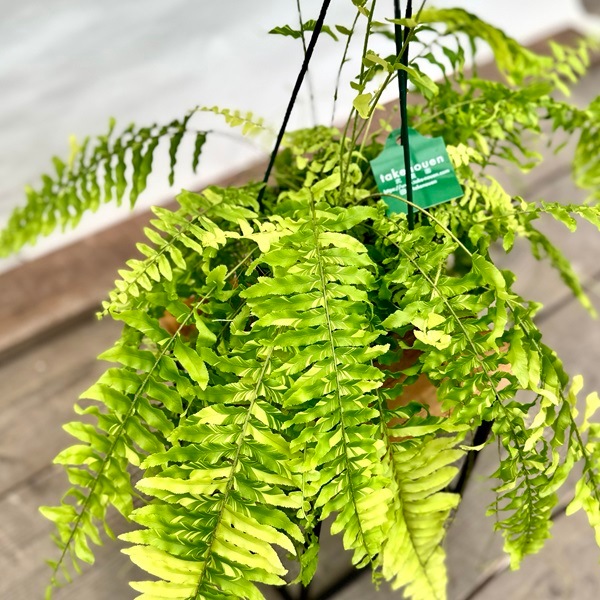 おしゃれ 観葉植物：ネフロレピス タイガー*5号吊り鉢 | 観葉植物,吊り