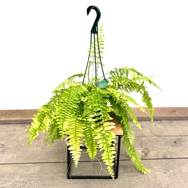 おしゃれ 観葉植物：ネフロレピス タイガー*5号吊り鉢 | 観葉植物,吊り