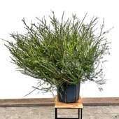 ������� ���տ�ʪ �� ���� ȭ�֡����쥦�� ���åȥ󥭥��ǥ�*8��