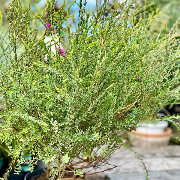 おしゃれ 観葉植物 苗 花苗 鉢花：メラレウカ コットンキャンディ*8号