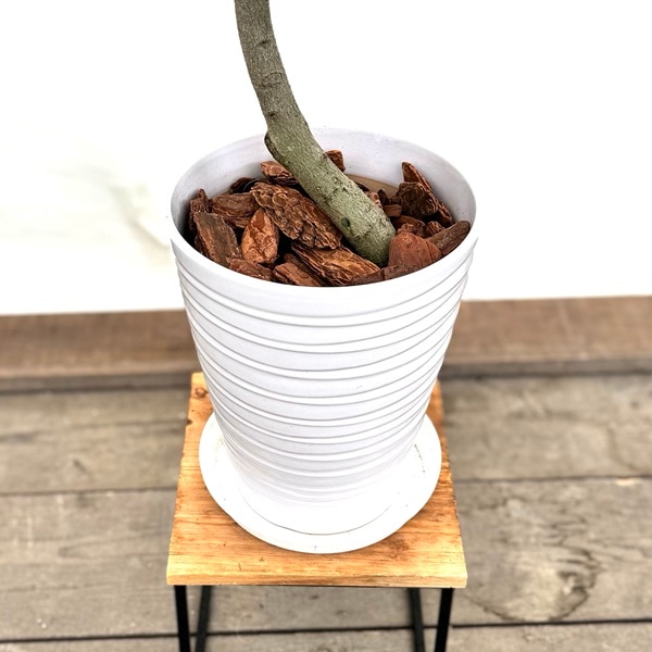 おしゃれ 観葉植物：フランスゴムの木*鉢植え (プラ受皿付) 大型ヤマト