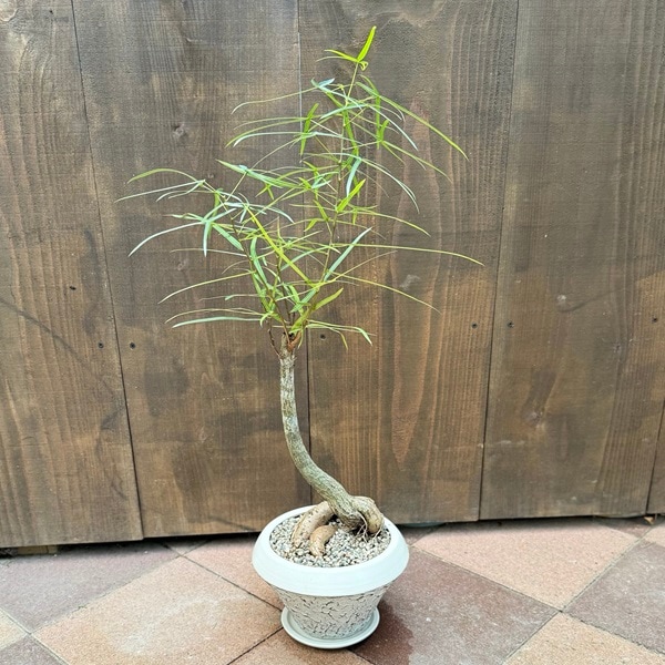 おしゃれ 観葉植物：ブラキキトン ボトルツリー 鉢植え*受皿付 | 観葉