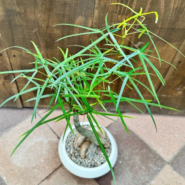 ボトルツリー ブラキ プラ鉢 良樹形 盆栽 ソルソ 植物 グリーン