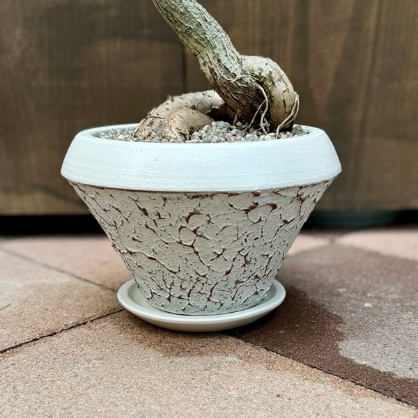 おしゃれ 観葉植物：ブラキキトン ボトルツリー 鉢植え*受皿付 | 観葉