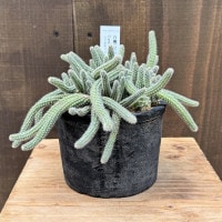 斑入り 白檀 ビャクダン サボテン　2 斑入り 白檀 ビャクダン サボテン 2 - メルカリ