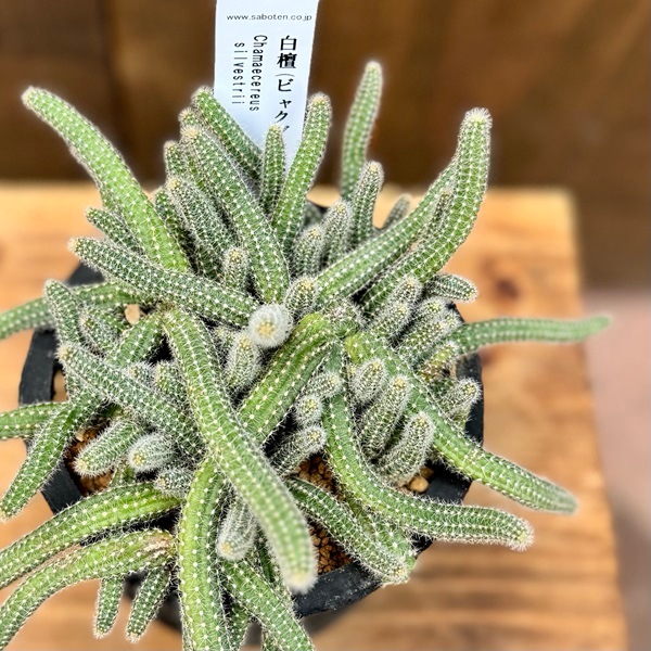 観葉植物：サボテン 白檀 鉢植え*ビャクダン カマエケレウス ヒモ