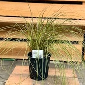 ���տ�ʪ���ġ������ɥ��С������饹������å������֥��󥺥ե�����*